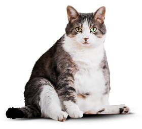 Толстый кот Борис до перехода на корм 'Cat Energy'